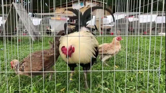 Video from Bance Cawicaan's post