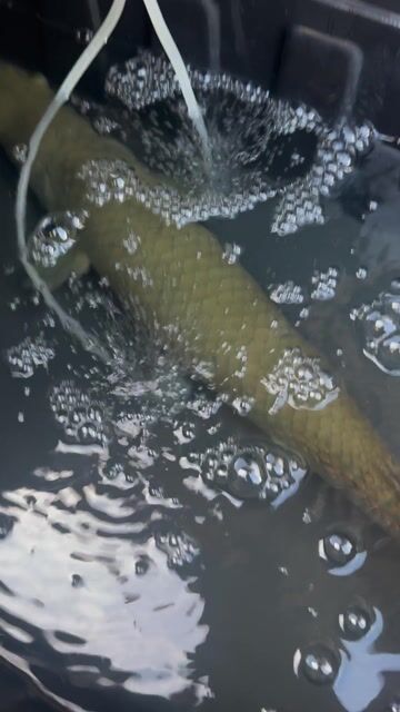 Video from Maynard Aquatics's post