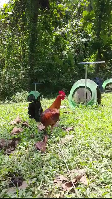 Video from BDM NHOI GAMEFARM's post