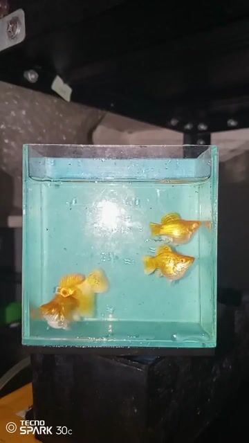 Video from Ishowmolly's post