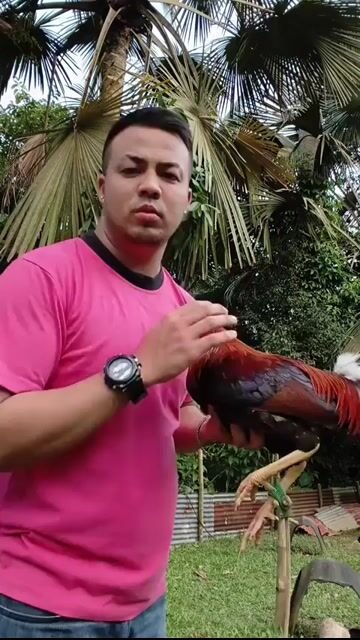 Video from King Cyrus Gamefarm Cebu's post