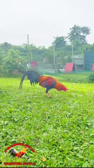 Video from FARMBASICS GAMEFARM's post
