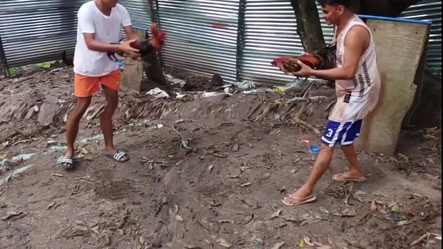 Video from JMC 1S1K Gamefarm's post