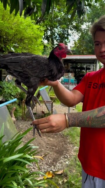 Video from Palasak back yard's post