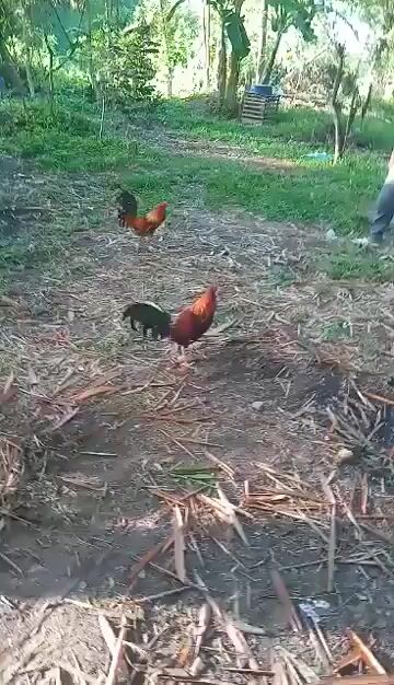 Video from MAGO backyard's post