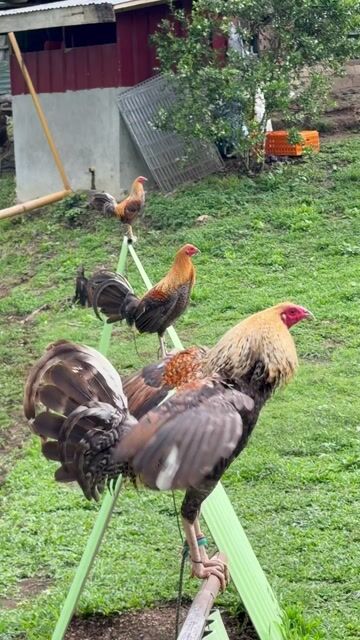 Video from Anino Sa Balite Game Farm's post