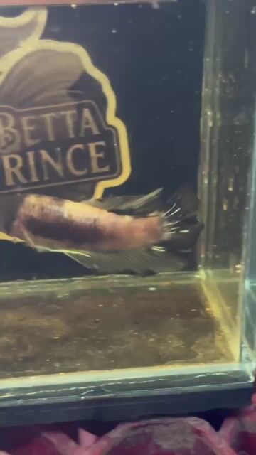 Video from Betta Prince's post