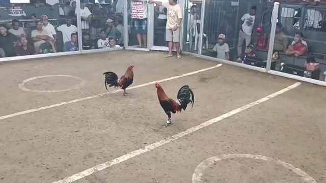 Video from Mark Breeder Gf's post