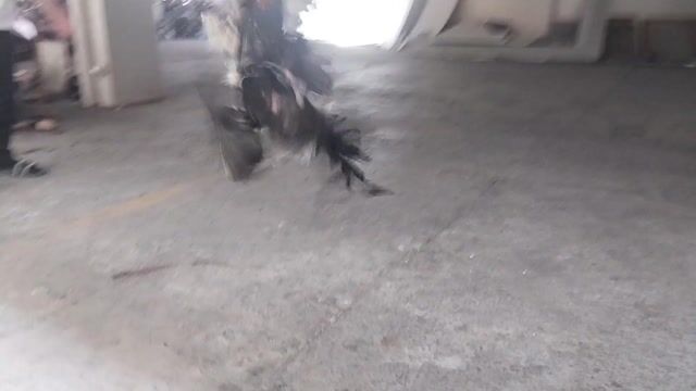 Video from RLV 96 Gamefowl's post