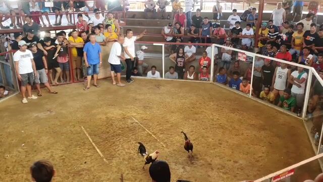 Video from Golders Green Gamefarm's post