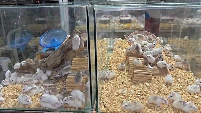 Video from Marsha Magaling Nipay's post
