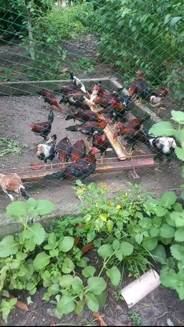 Video from BenCor Backyard's post