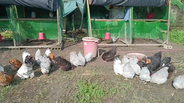 Video from Aznos Chickens's post