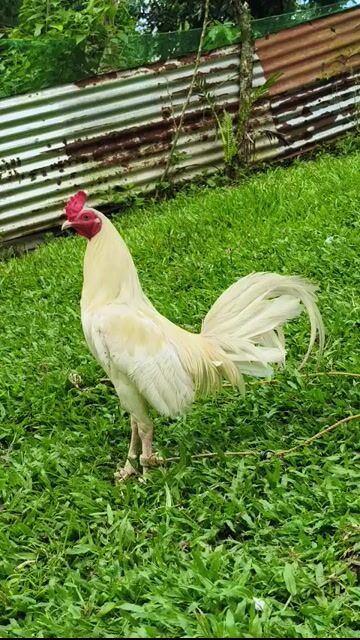 Video from King Cyrus Gamefarm Cebu's post