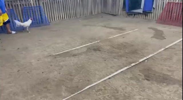 Video from JSC Diamond Gamefarm's post