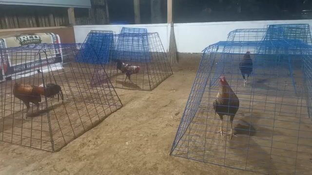 Video from RCO and Son's GameBirds's post