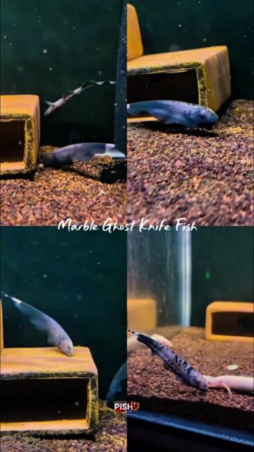 Video from Pish8 Marikina's post
