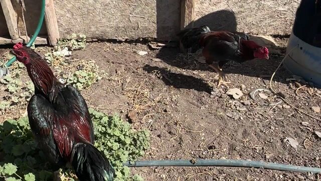 Video from Starcey GameFarm's post
