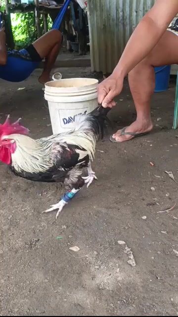 Video from Enri bird 7x's post