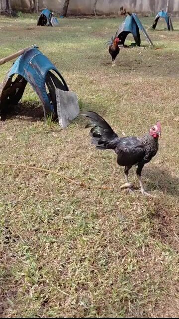 Video from MS8 SIGBIN FARM's post