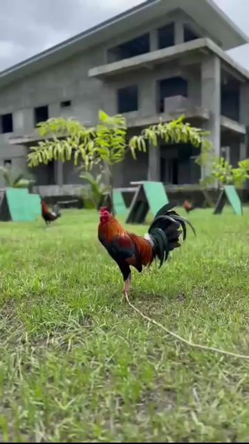 Video from Sean Navarro's post
