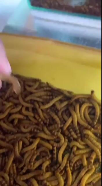 Video from CHANNA KEEPERS's post