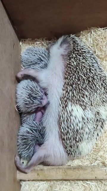 Video from Quillman Hedgehogs's post