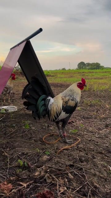 Video from RKJ GAME FARM's post