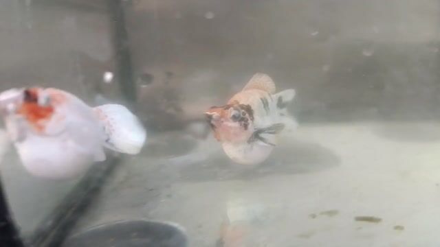 Video from Holy Molly's post