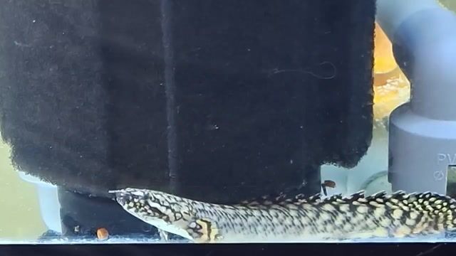 Video from KyusiGarageAquatics's post