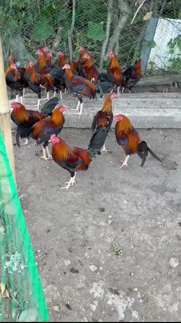 Video from CBB GF's post