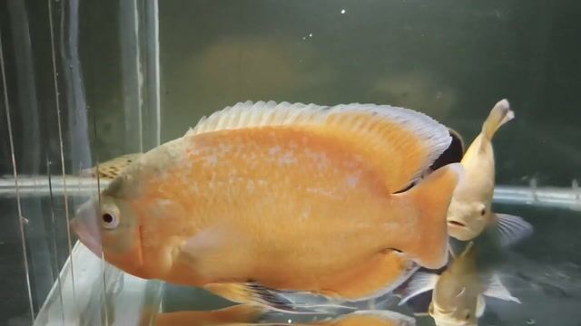 Video from AliFishPetShop's post