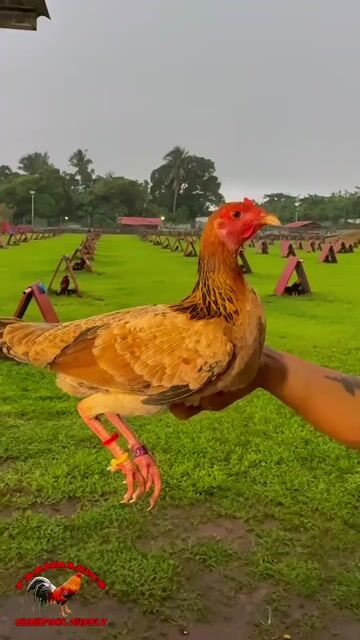 Video from FARMBASICS GAMEFARM's post