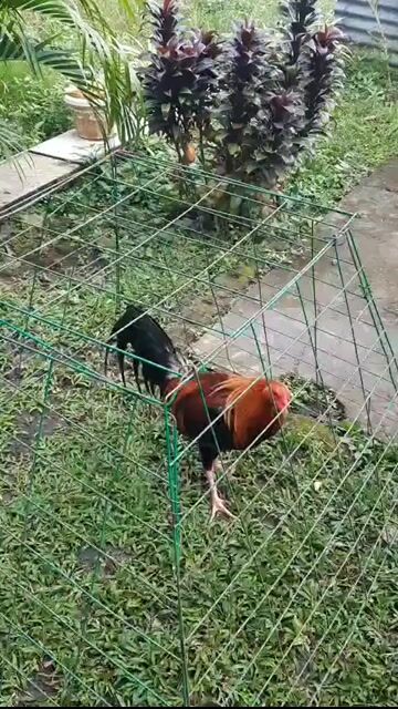 Video from AL Irlanda's post