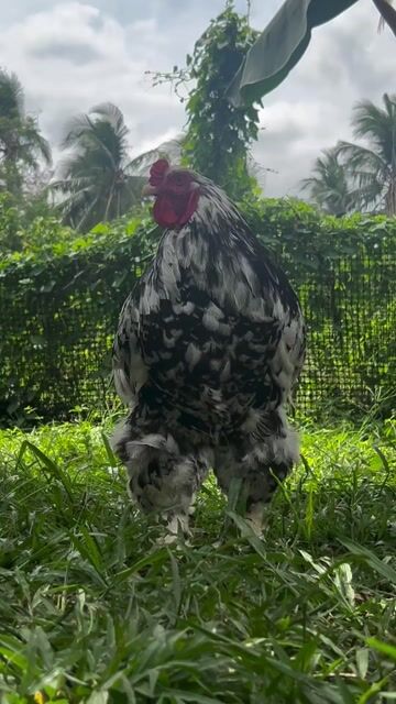 Video from Ommings Brahma's post
