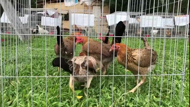 Video from Bance Cawicaan's post