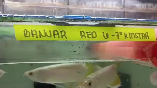 Video from Asylum Aquatic's post
