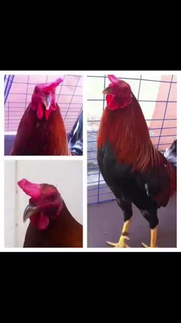 Video from Paulino Ibarra Lozano's post