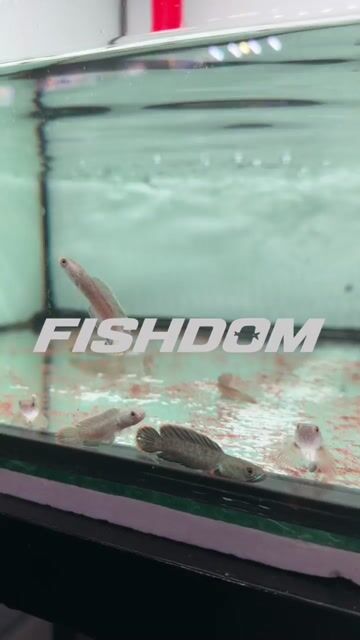 Video from FISHDOM's post