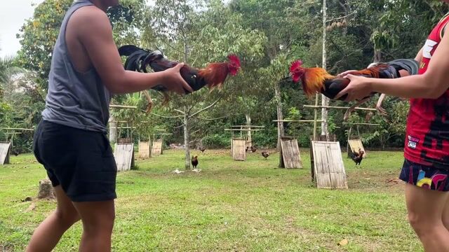 Video from Adrian Soliman's post