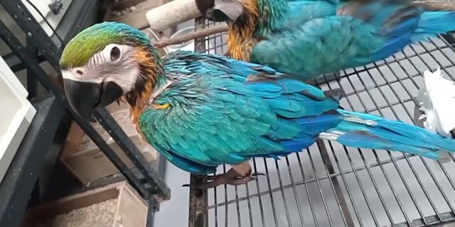 Video from Florante Gozon's post
