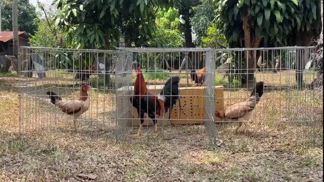Video from Gilbert John Paran's post