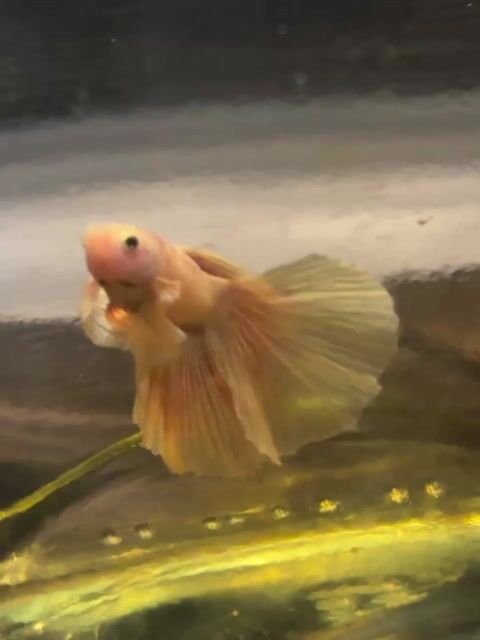 Video from NICDREI BETTA FINZZ's post