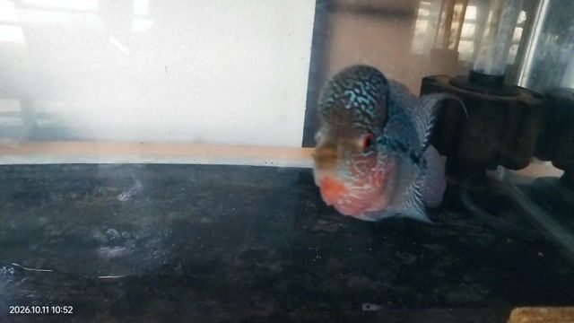 Video from Sebastian Nacu's post