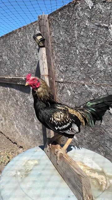 Video from Starcey GameFarm's post