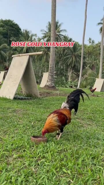 Video from 158Cocoville Gamefarm's post