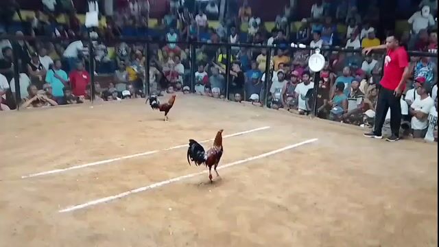 Video from Percydrake Gamefarm's post