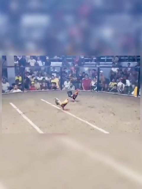 Video from Richard P Abello (gxhcockyard)'s post