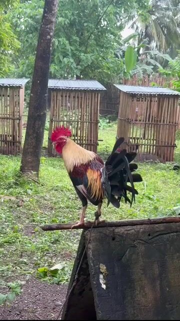 Video from JFL Sta Lucia Gamefarm's post