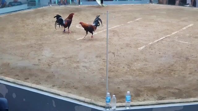 Video from Golders Green Gamefarm's post